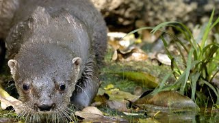 The Diet of the Neotropical Otter is Amazingly Broad [upl. by Aicirtel141]