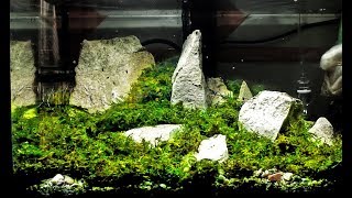 Aquascape con MUSCHIO Acquatico in Acquario Java Moss [upl. by Seigel]