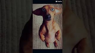 Wiener dog edit [upl. by Desmond]