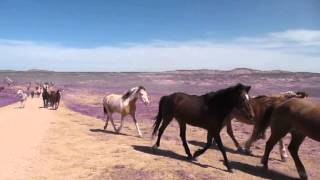 Last Day of Sombrero Ranch Horse Drive 2011 [upl. by Ikim762]