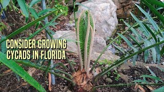 Consider Growing Cycads in Florida [upl. by Yrrad]