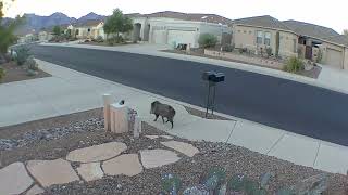 Javelina 🐗 heading over to the neighbors 😯 [upl. by Roinuj]