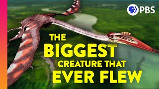 How Did Giant Pterosaurs Fly [upl. by Sparks299]