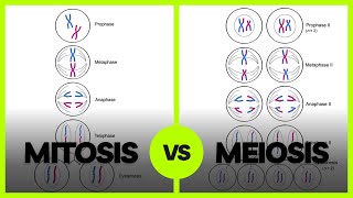 Mitosis vs Meiosis  cellbiology cellcycle celldivision [upl. by Lrem]