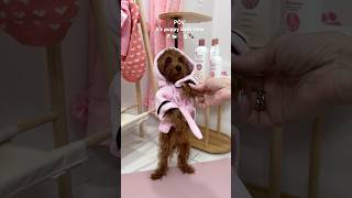 it’s puppy bath time puppy shorts asmr pink poodle asmrsounds [upl. by Earvin]