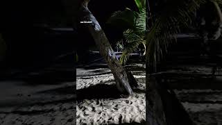 Karibik ist nachts beleuchtet Playa Bonita Caribbean  Nachts am Strand Las Terrenas DomRep shorts [upl. by Yaj]