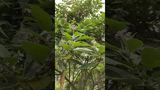 Weedy tobacco tree Solanum mauritianum in Brisbane from South America [upl. by Atsuj]