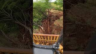 John Deere 750L With Tree Grubber Diggin Up Mesquitesshorts dozergrubbingDunsmoreMovingDirt [upl. by Ricarda528]