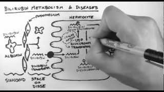 Bilirubin 2  Bilirubin Metabolism amp Diseases [upl. by Hephzipah507]