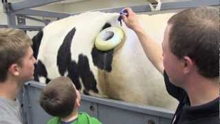 Fertis the Fistulated Steer Revealing the Rumen at Open House [upl. by Baum97]