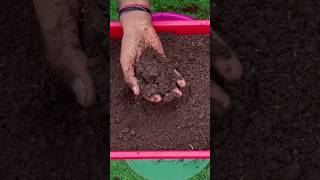 New technique for making organic fertilizer organicgardening fertilizer farming viral shorts [upl. by Adnek]