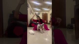 Dont Hit Mommy  Booster trying to protect new puppy ytshorts pets dog sushmakiron [upl. by Ocsecnarf881]