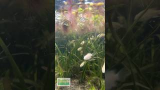 TILAPIA EAT DUCKWEED [upl. by Milissa]