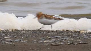 Spoon Billed Sandpiper on the nest [upl. by Claudianus]