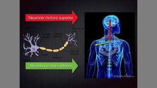 Neurona motora superior e inferior [upl. by Siuluj]