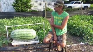 How to grow giant watermelons 2016 [upl. by Lessig87]