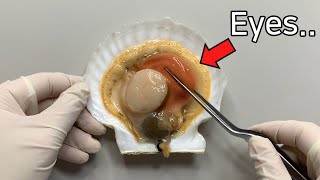 Scallop has 200 eyes   Scallop Dissection [upl. by Randee656]