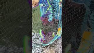 Giant Gourami growth for18 months farming villagegourami giantgourami fishing fishfarming [upl. by Sucramal996]