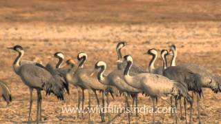 The Common Cranes or Grus grus in Gujarat [upl. by Jenda]