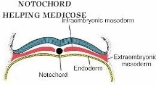 Notochord  3rd week of Development  Part 2 of 5 [upl. by Soloman]