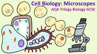 GCSE Science Biology AQA 91  Microscopy [upl. by Etakyram639]