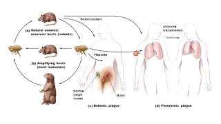 Chapter 20 Pathogenic Gram  organisms Part 2 of 2 Bauman [upl. by Yruok]