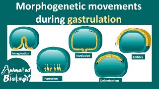 Morphogenetic movements  invagination involution ingression delamination amp epiboly [upl. by Valle]