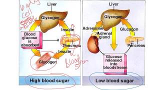 How Insulin and Glucagon Work [upl. by Fenella]