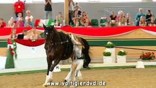 Tessa Belardi USA  FEI Junior WC Ebreichsdorf 2017  Female 17 [upl. by Aldus]