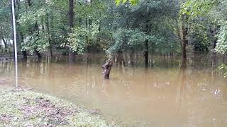 The Day After Hurricane Florence in Hartsville SC [upl. by Anastice]