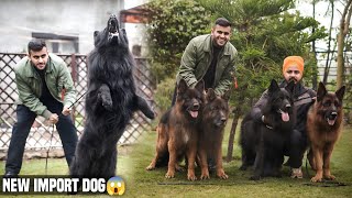 Egypt Import HighValue💵Black German Shepherd in Haryana India😱 Engineers Kennel😍 [upl. by Nodnnarb]