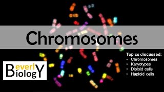 Chromosomes diploid vs haploid  updated [upl. by Nosnevets49]