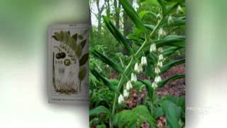 Polygonatum  garden plants [upl. by Yablon]