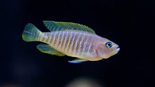 How To set up a Lake Tanganyika African Cichlid Aquarium 🐠 Shell Dwellers 🐠 Cyprichromis [upl. by Nehtanoj552]