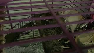 Gerbil sounds these are the sounds that gerbils make [upl. by Janek]