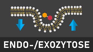 Endo und Exozytose einfach erklärt  Phagozytose Pinozytose konstitutive und stimulierte Exozytose [upl. by Egiedan129]