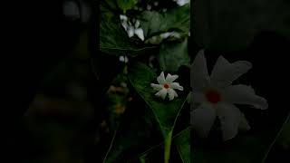 Night  flowering Jasmine nature natureshorts flowers [upl. by Mazonson]