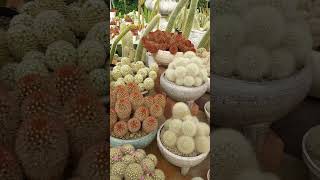 แมมคามิเน่ mammillaria carmenae [upl. by Bandler]