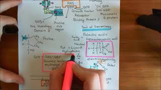 Receptor Tyrosine Kinases Part 6 [upl. by Aday]