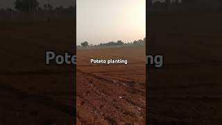 farmingpoteto like subscribe [upl. by Kenimod]