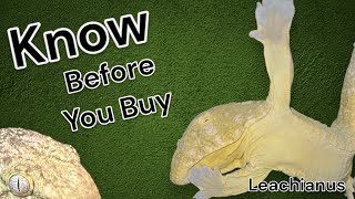 Leachianus Gecko  know before you buy [upl. by Matthews]