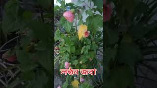 Lanthan Hibiscus naturegarden plants garden gardening viralvideo trending trendingshorts [upl. by Koo]