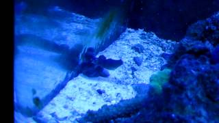 Salt Water My Pygmy Octopus Nano Cube Eating Hermit Crab On His Diet Nocturnal [upl. by Bowlds622]