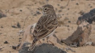 Mediterranean Shorttoed Lark Birds of Lanzarote [upl. by Ahsiekyt222]