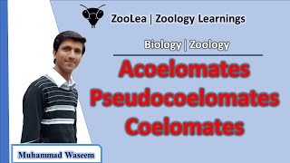 Acoelomates Pseudocoelomates and Coelomates  ZooLea  Lesson 13  Biology Zoology [upl. by Sliwa]