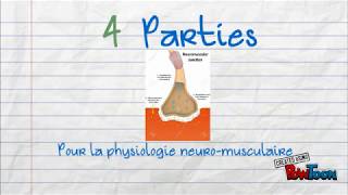 Chapitre 12  Physiologie neuromusculaire [upl. by Natek]