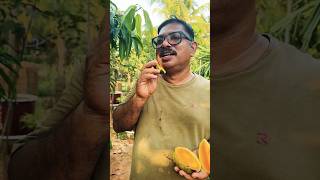 BARAMASI MANGO REVIEW razzgarden 9562600777 [upl. by Baler521]