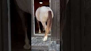 How did the horse get into the house  drafthorses horse draftcross viralvideo [upl. by Eidoow]