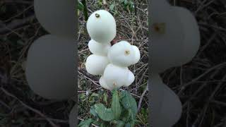 Symphoricarpos albus plant [upl. by Victoria]