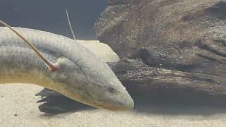 Protopterus annectens  african lungfish [upl. by Peacock]